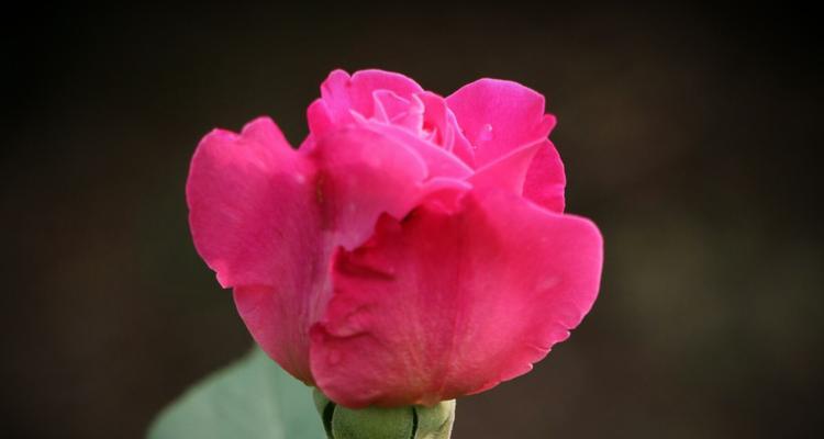 花开坚强，花语传情（探寻坚强花语的美丽世界）