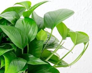 绿萝盆栽：深盆与浅盆的选择