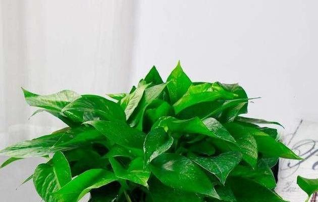 绿萝盆栽：深盆与浅盆的选择