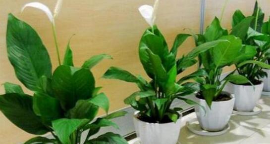 绿萝树的养殖技巧（从种植到护理）