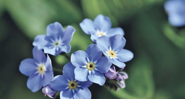 花语（探寻花语中的奥秘）
