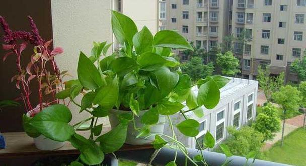 绿萝树的养殖技巧（从种植到护理）