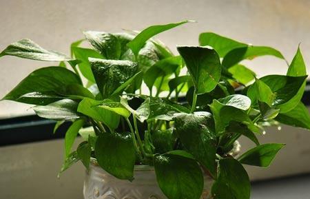 绿萝树的养殖技巧（从种植到护理）