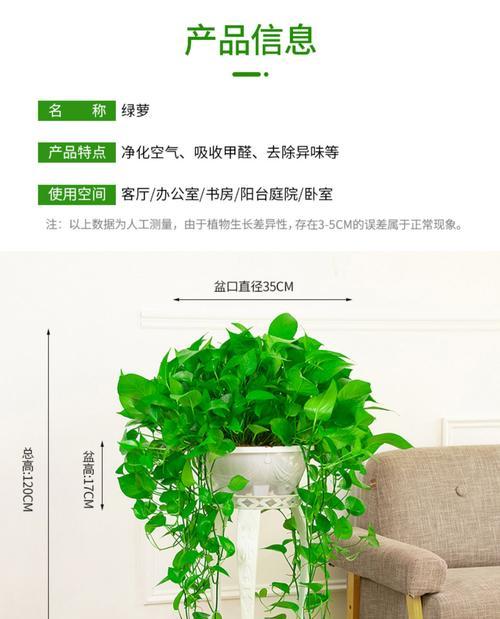 绿萝水浇多了怎么办（解决绿萝水浇多引发的问题）