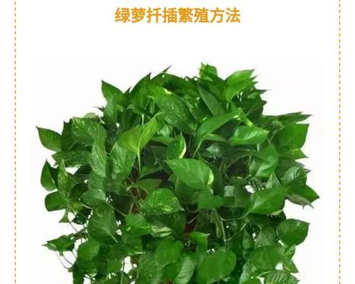 绿萝太密了怎么办（应对密集绿萝的方法和技巧）