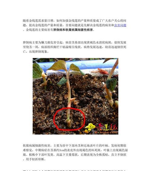 绿萝炭疽病——防治方法剖析（探究病因）