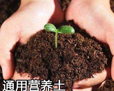绿萝土可否种植多肉（探究绿萝土的适用性及其影响因素）