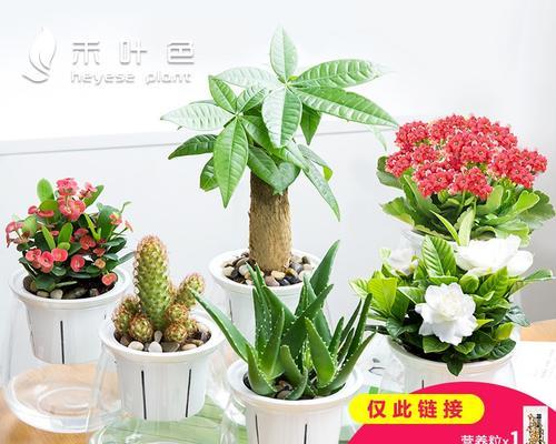 绿萝土可否种植多肉（探究绿萝土的适用性及其影响因素）