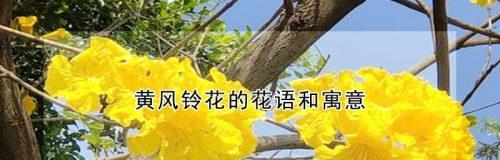 黄风铃花（绽放在阳光下的黄色铃铛）