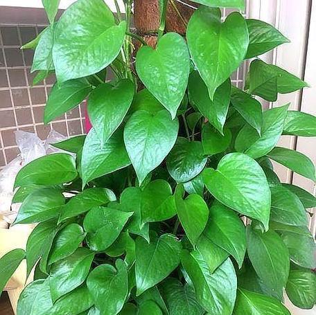 绿萝喜肥——让你的绿萝更健康茁壮（掌握绿萝肥料知识）