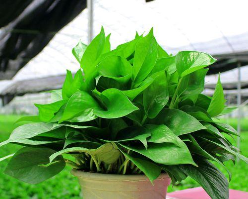 绿萝是喜水植物吗（探究绿萝的生长环境及适应性）