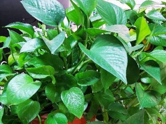 绿萝是喜水植物吗（探究绿萝的生长环境及适应性）