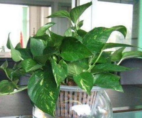 绿萝是喜水植物吗（探究绿萝的生长环境及适应性）