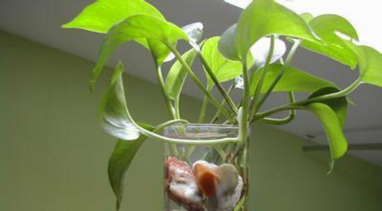 绿萝夏天浇水频率（如何科学合理地浇水）
