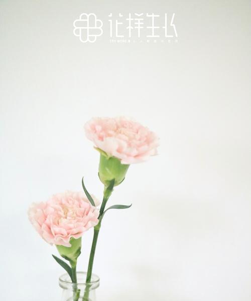 黄康乃馨花语（探寻黄康乃馨花语的秘密）