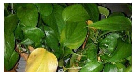 如何处理绿萝叶尖发黄问题（绿萝养护小技巧）