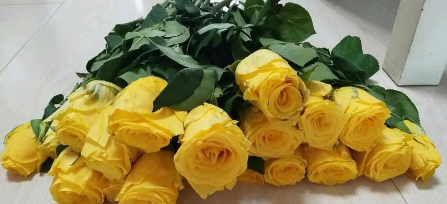 黄玫瑰花语的深意（解读以16朵黄玫瑰代表的花语）