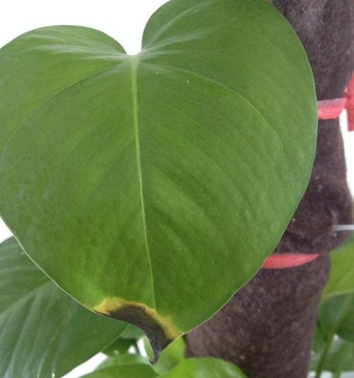 绿萝叶子发黑原因及处理方法（为您详解绿萝叶子发黑的原因及有效处理措施）