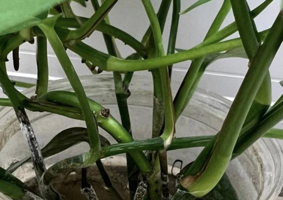 绿萝叶子蔫了怎么办（打蔫的原因及补救措施）