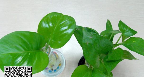 绿萝叶子有毒吗？——探究绿萝对人体的影响