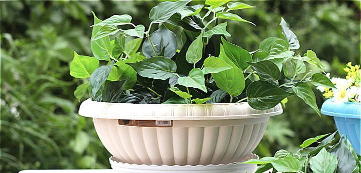 选择合适盆器，让绿萝茁壮成长（大盆还是小盆）