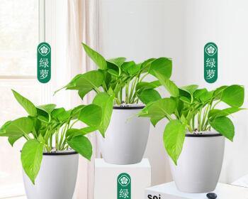 如何选择合适的花盆让绿萝更好看（让家里的绿萝脱颖而出）
