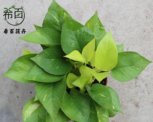 绿萝品种大揭秘（认识绿萝）