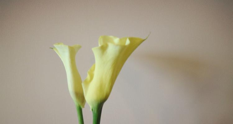 黄色马蹄莲花的美丽与含义（马蹄莲花的象征意义与品种特点）