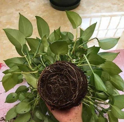 绿萝换土换盆全攻略（时间）