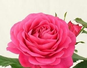 黄月季花的寓意与象征意义（探究黄月季花的美丽与神秘）