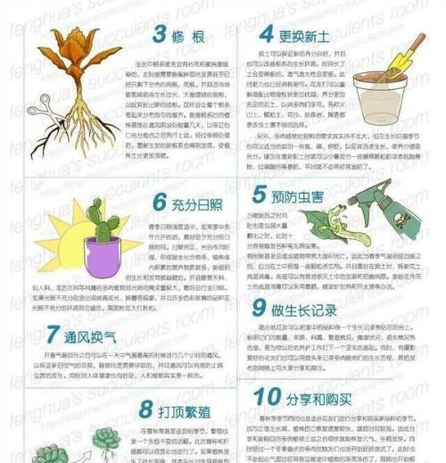 绿萝的摘心打顶时间与方法（技巧与注意事项）