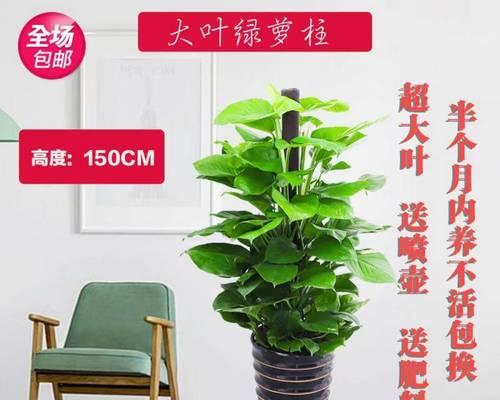 绿萝柱的养殖方法与注意事项（让你轻松打造绿色环境的专业技巧）