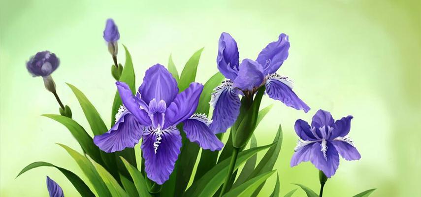 火花兰花语（点燃生命的梦想）