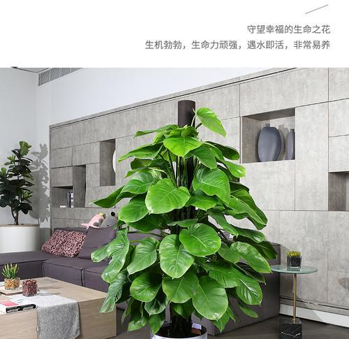 绿萝柱的浇水技巧（如何正确地给绿萝柱浇水）