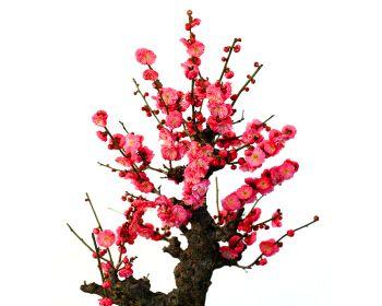 绿梅盆景养殖全攻略（养护技巧及注意事项）