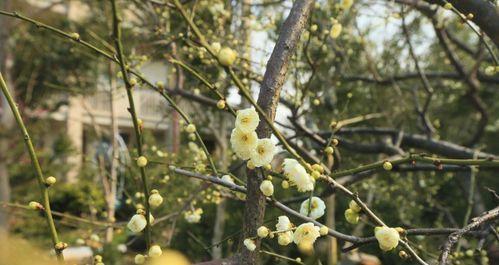 绿梅开花时间及注意事项（春季盛开）
