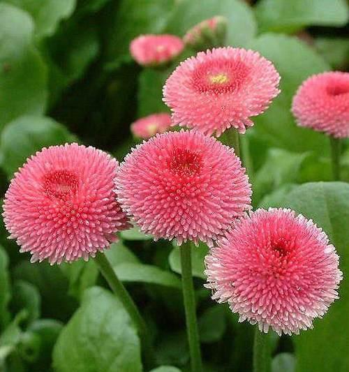 绿色雏菊的花语与寓意（探秘绿色雏菊的寓意及传达的信息）