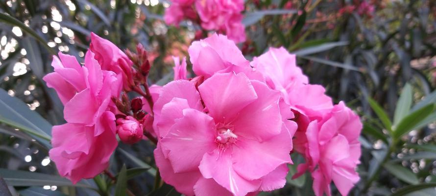 夹竹桃的花语和传说——傲然绽放的勇气（夹竹桃花的寓意与美丽）