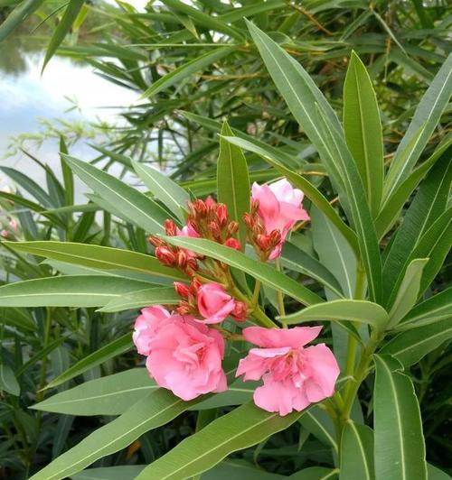 夹竹桃的花语和寓意（探寻夹竹桃花的美丽与象征意义）