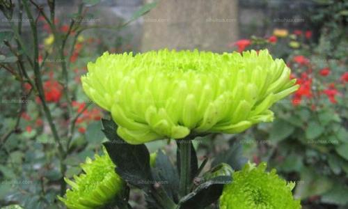 绿色菊花的象征意义（探究绿色菊花代表的美好寓意）