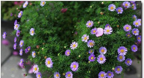 绿色菊花花语代表什么意思（探寻绿色菊花的花语和涵义）
