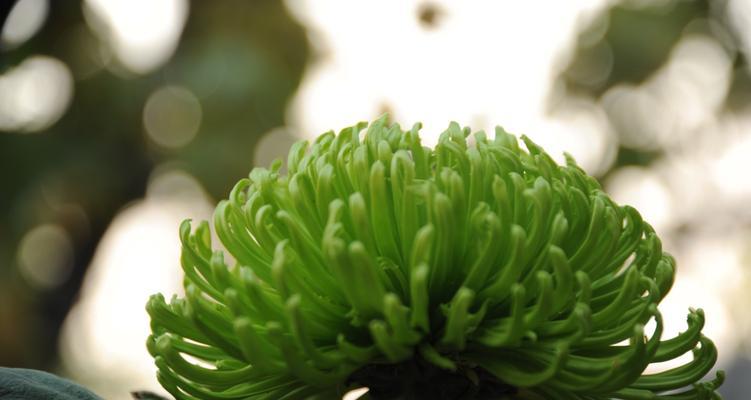 绿色菊花花语代表什么意思（探寻绿色菊花的花语和涵义）