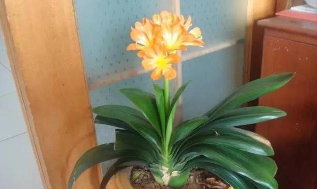 君子兰花开的寓意（家中君子兰如何传递幸福）