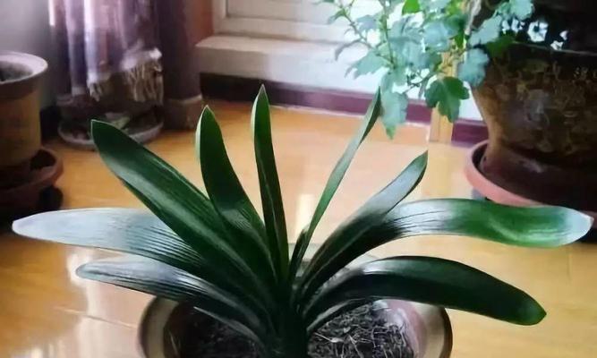 君子兰花开的寓意（家中君子兰如何传递幸福）