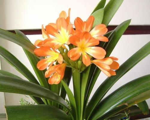 君子兰开花的寓意（家中君子兰花开）