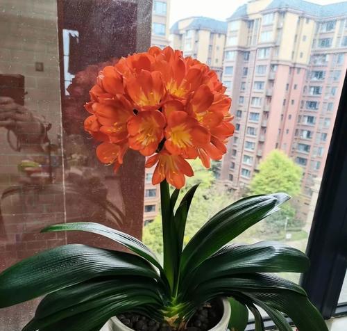 君子兰开花的寓意（家中君子兰花开）