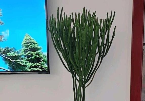 绿珊瑚养殖全攻略（养殖技巧）