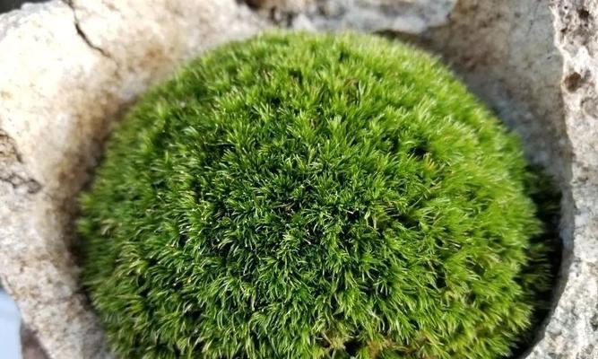 绿苔养护全指南（打造旺盛的绿苔）