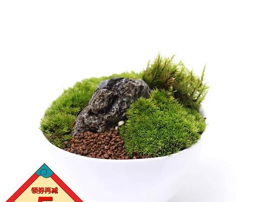 绿苔养护全指南（打造旺盛的绿苔）