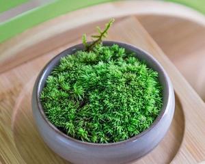 绿苔养护全指南（打造旺盛的绿苔）